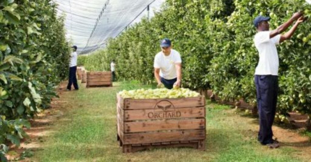 Fruit Farm Worker Jobs in Canada